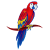 papagallo