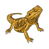 Bearded Dragon