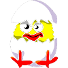 Chick and shells