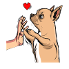 Chihuahua Love Dogs Woman Gift