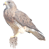Raptor