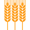 Wheat