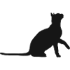Chat chat animaux animaux