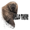 Walrus
