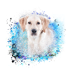 Labrador,dog,painting,golden retriever