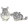 Wester Chinchillas