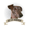 Galgo Spain Family Dog