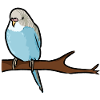 sweet parakeet on branch