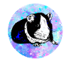 Guinea pig