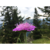 Spring Flowers