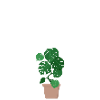 Monstera Deliciosa, monstera