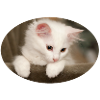 Kitten