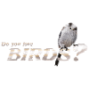 Do you love birds?