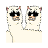 Funny alpacas