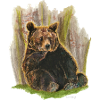 Wester Grizzly