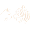 cat vs tiger