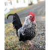 Coq