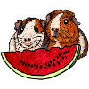 Guinea Pigs with Watermelon