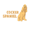 Cocker Spaniel