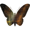 Schmetterling und Wald