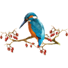 Bunte Vogel
