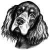 Hundeblick