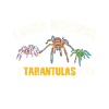 Tarantula Araignées Araignées Insectes
