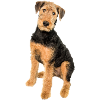 Airedale Terrier Photomotiv