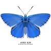 Adonis Blue