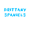 Brittany Spaniel
