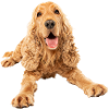 Cocker Spaniel photo motif