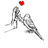 Perruque