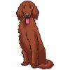 Irish Red Setter Hund Geschenk