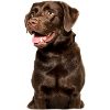Loyal labrador, hund motiv hund