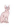 sphynx mom, sphinx