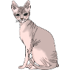 Sphynx