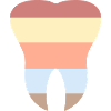 The tooth