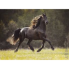 Autocollant de cheval
