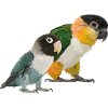 Caique et Agapornis