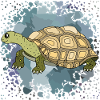 Schildkröte