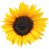 Blomst, gul, gul blomst, blomster, solsikke, blomst