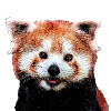 Red panda