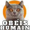 Cat dictator obeys human