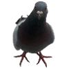 Pigeon