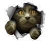 Chaton fêlé chat mignon