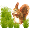 Squirrel design