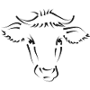 Cow cows