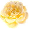 Rose Fleur