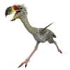 Terrorvogel Phorusrhacos, Vogel