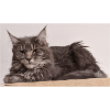 Maine Coon Chat